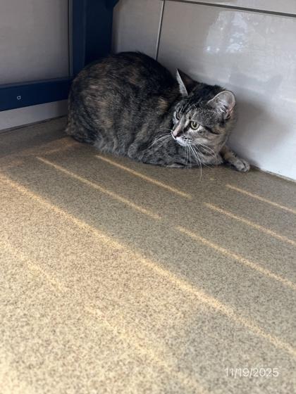 Petite, Adoptable, Adult Female American Shorthair & Domestic Short Hair.