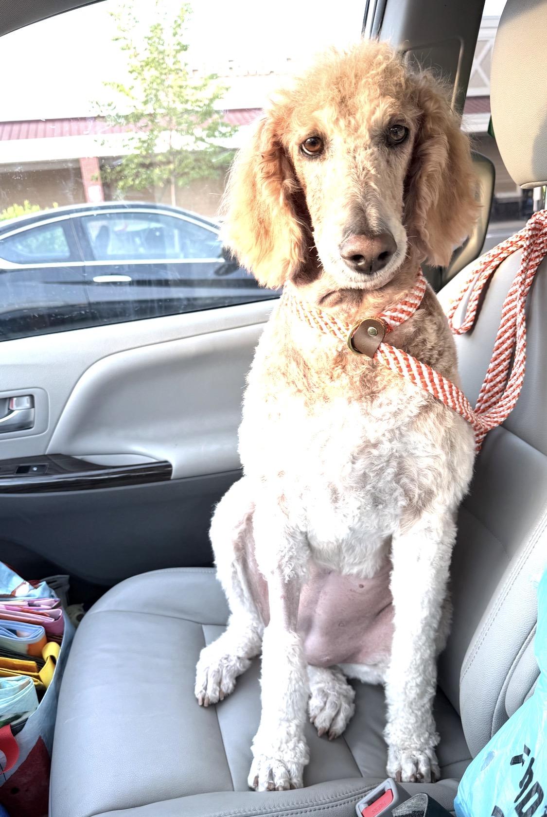 Enlarge Diamond, an adopted Standard Poodle in Richmond, VA image 2/4