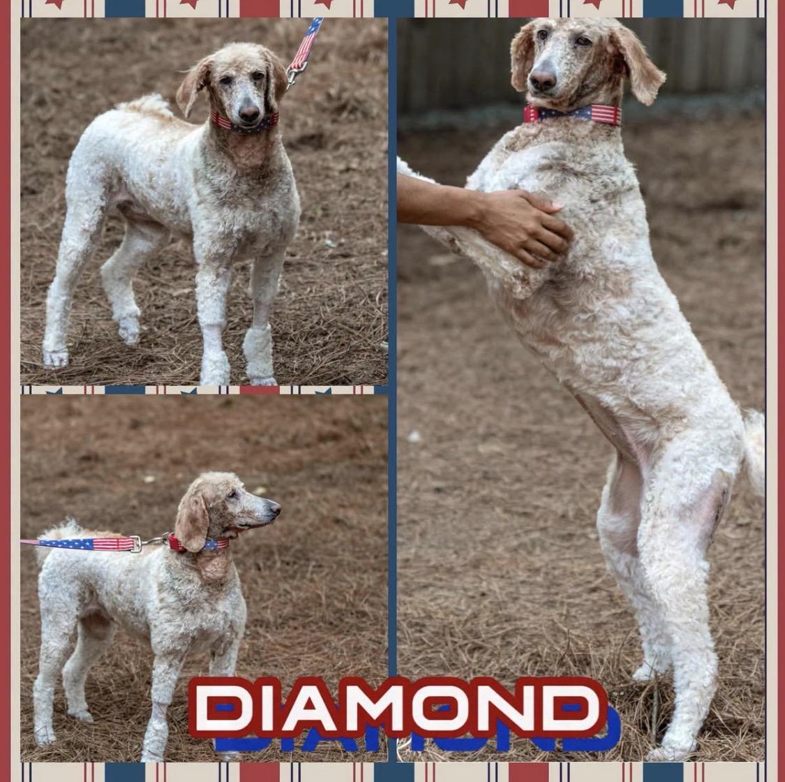 Enlarge Diamond, an adopted Standard Poodle in Richmond, VA image 4/4