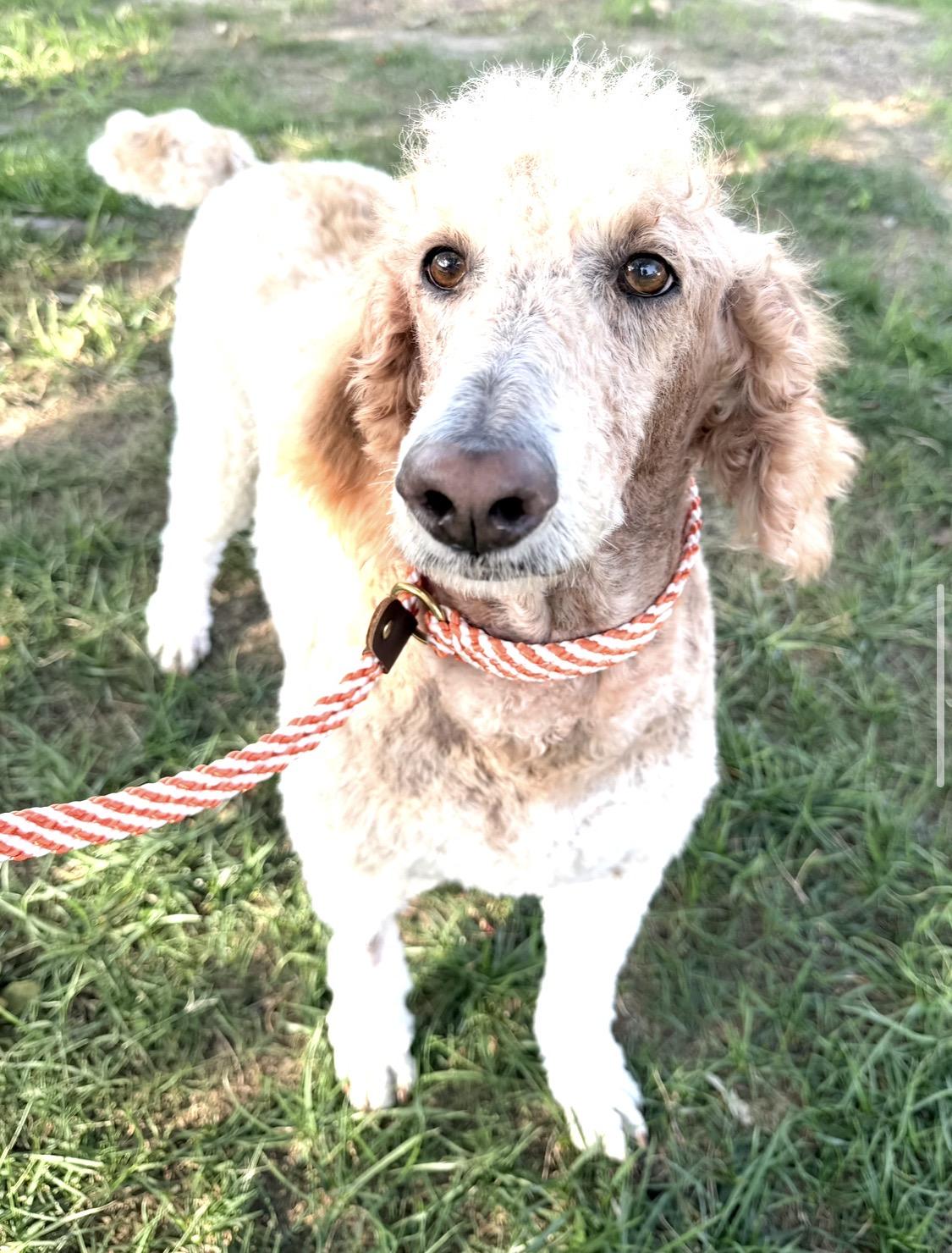 Enlarge Diamond, an adopted Standard Poodle in Richmond, VA image 3/4