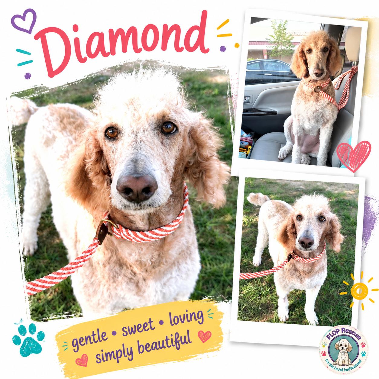Diamond, adopted, Adult Female Standard Poodle.