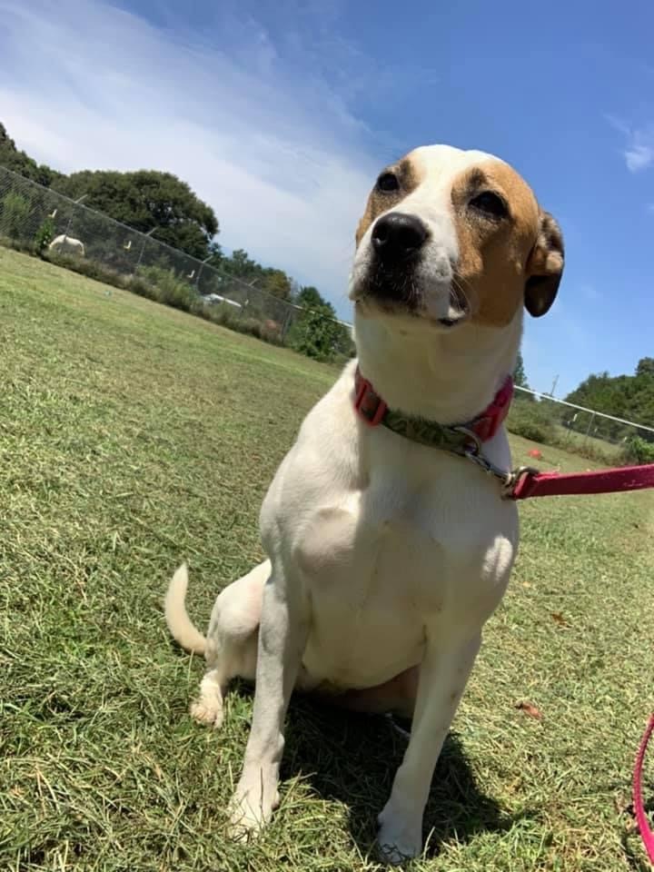 Suzie Q, Adoptable, Adult Female Hound & Terrier.
