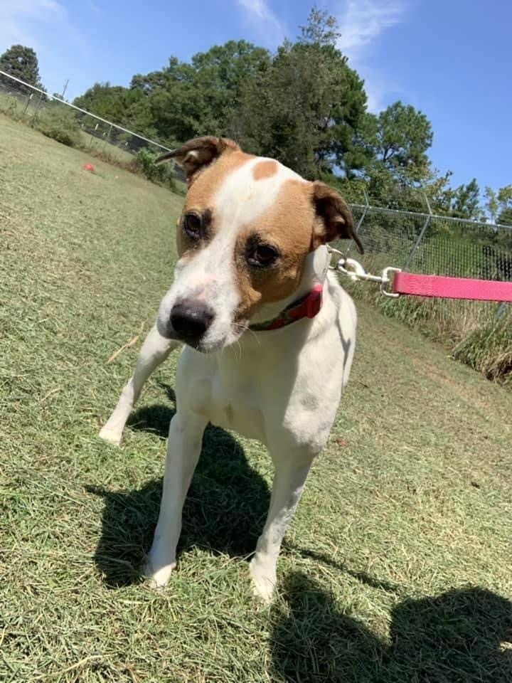 Suzie Q, a Adoptable mixed breed in Hartwell, GA image 4/10