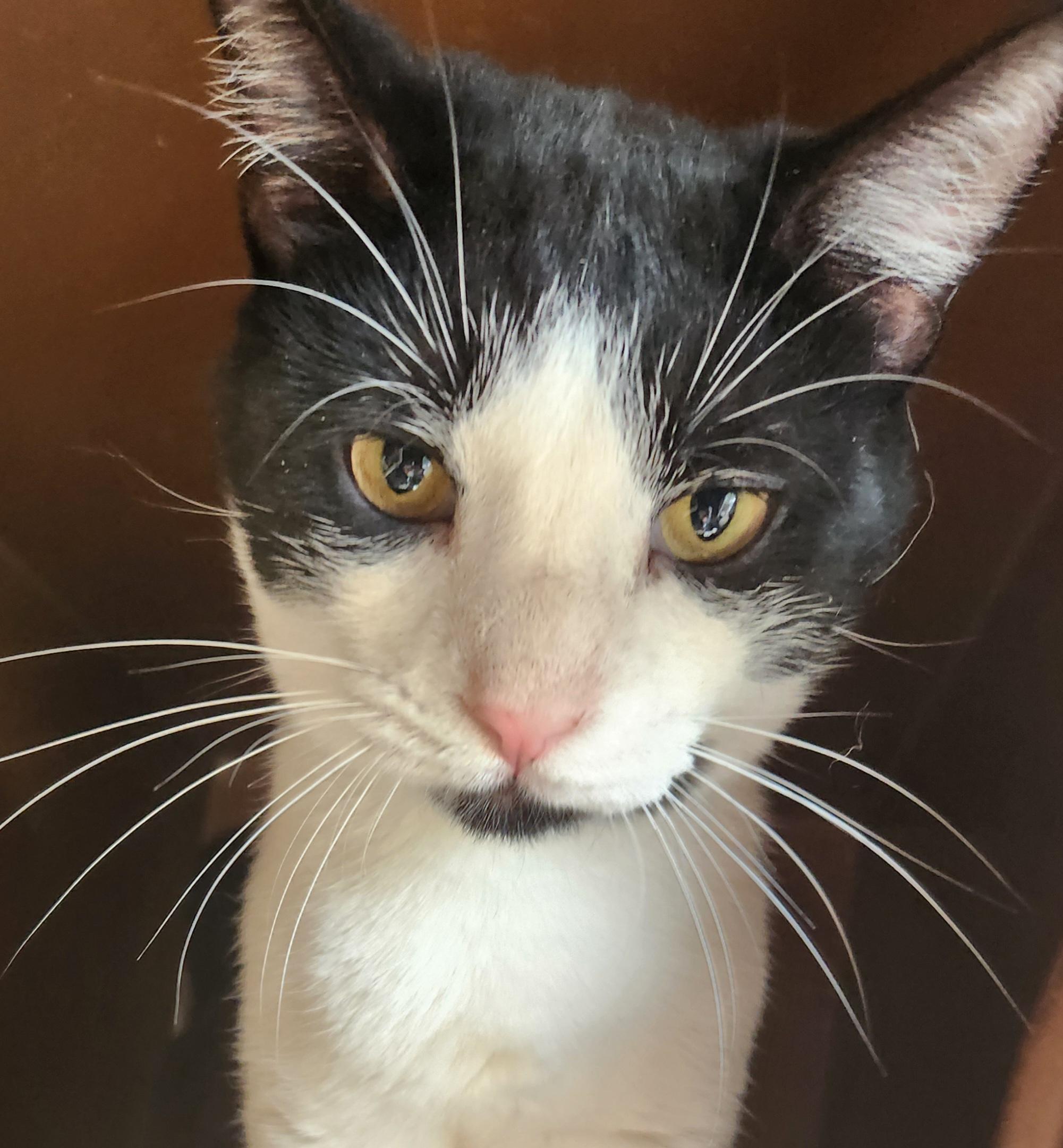 Enlarge Storm & Star - special two-fer, an adopted Domestic Short Hair in Mansfield Center, CT image 2/2