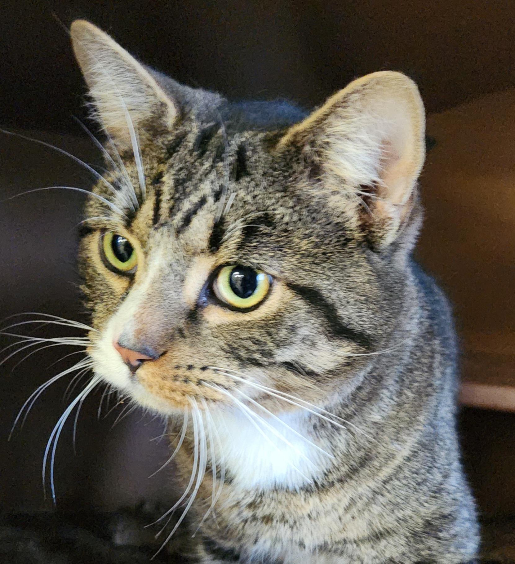 Enlarge Storm & Star - special two-fer, an adopted Domestic Short Hair in Mansfield Center, CT image 1/2