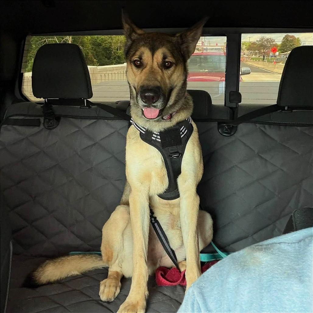 Taco, Adoptable, Adult Male Shepherd & Mixed Breed.