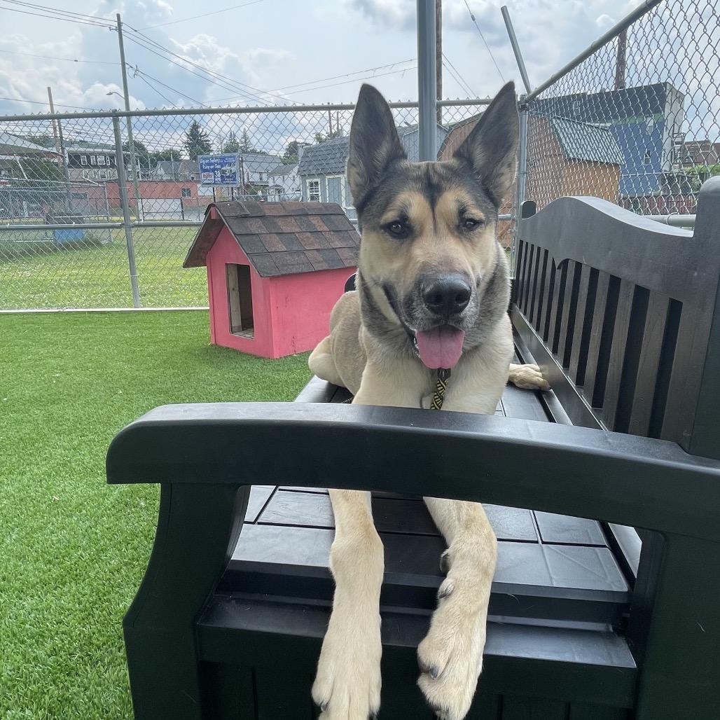 Taco, Adoptable, Adult Male Shepherd & Mixed Breed.