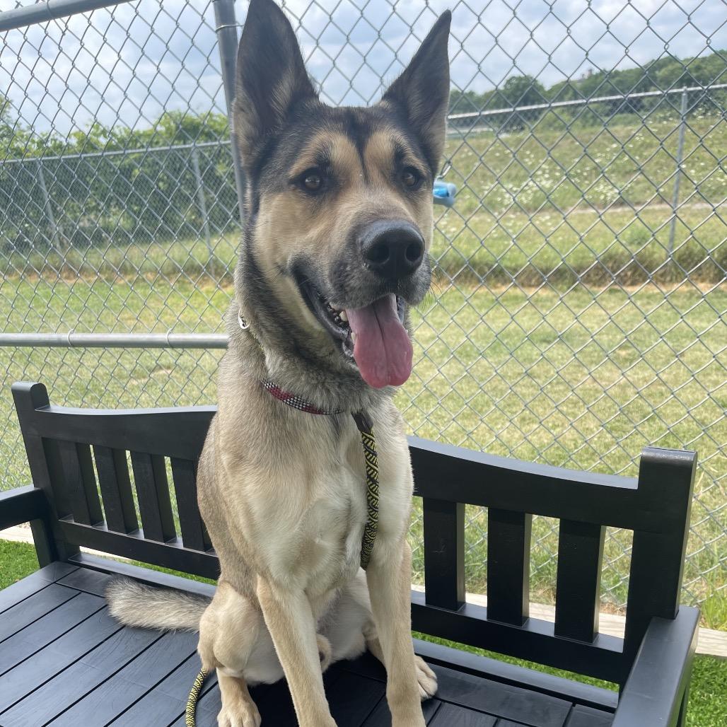 Enlarge Taco, a Adoptable mixed breed in Binghamton, NY image 2/3