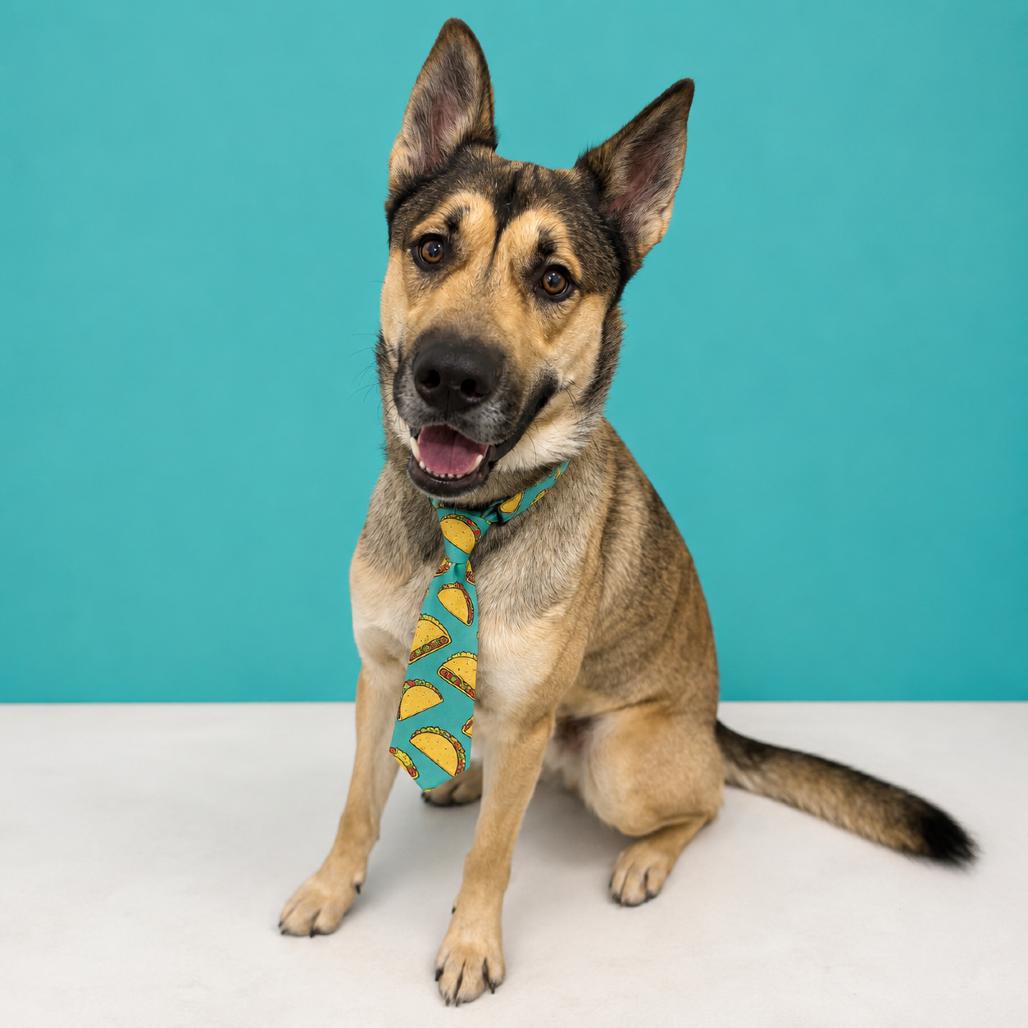 Enlarge Taco, a Adoptable mixed breed in Binghamton, NY image 3/3