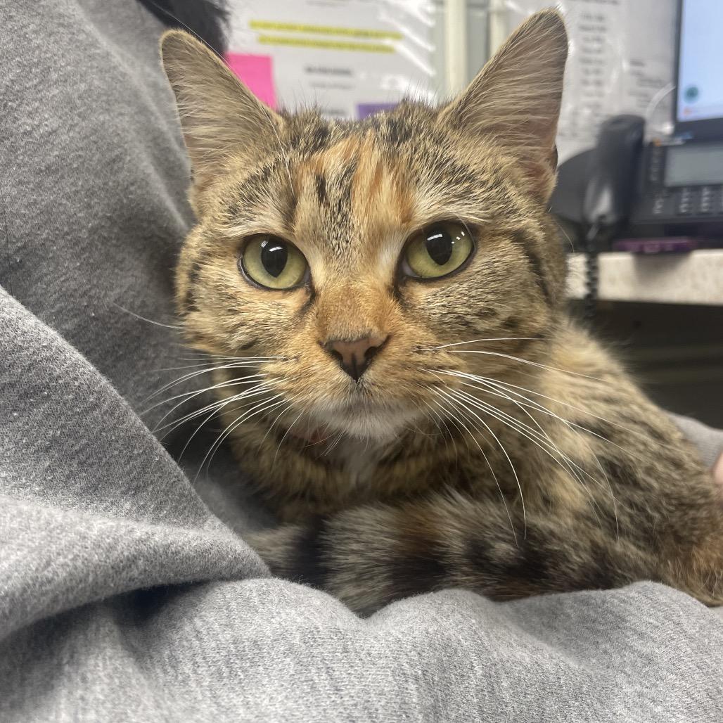 Cinnabun, Adoptable, Young Female Domestic Short Hair.