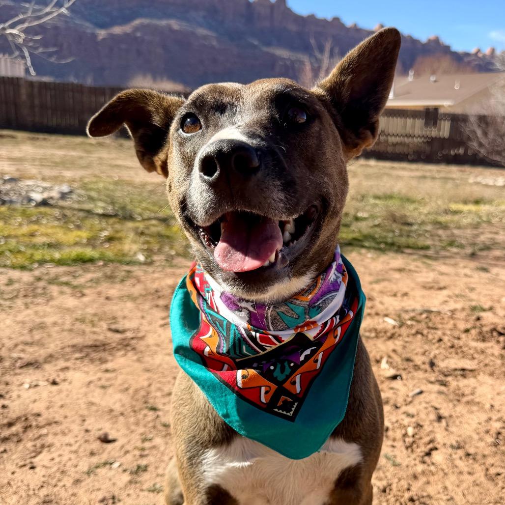 Aquaria, Adoptable, Adult Female Mixed Breed.