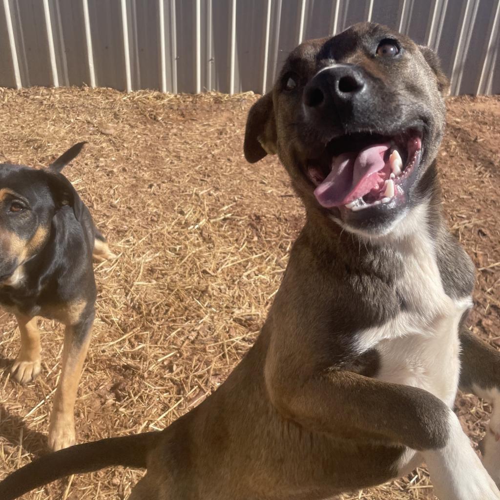 Aquaria, Adoptable, Adult Female Mixed Breed.