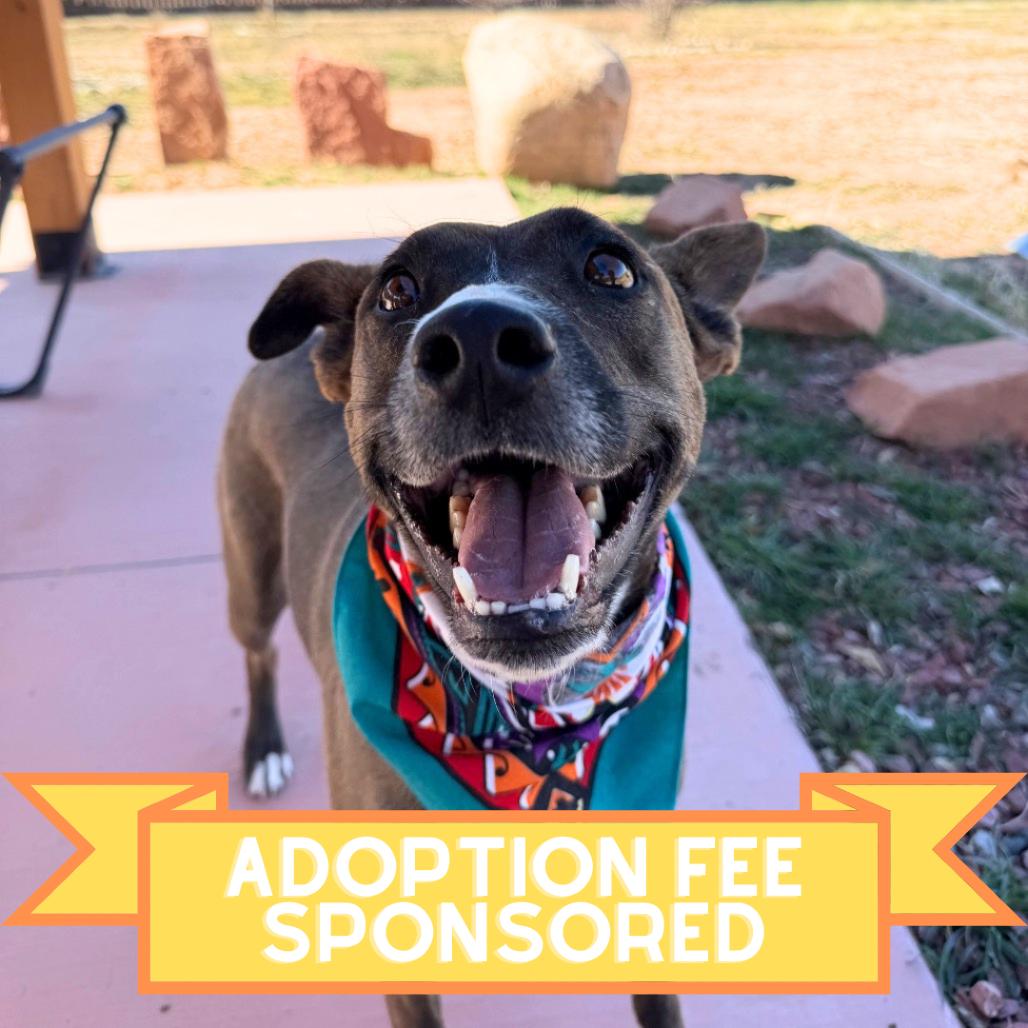 Enlarge Aquaria, a Adoptable Mixed Breed in Moab, UT image 4/6