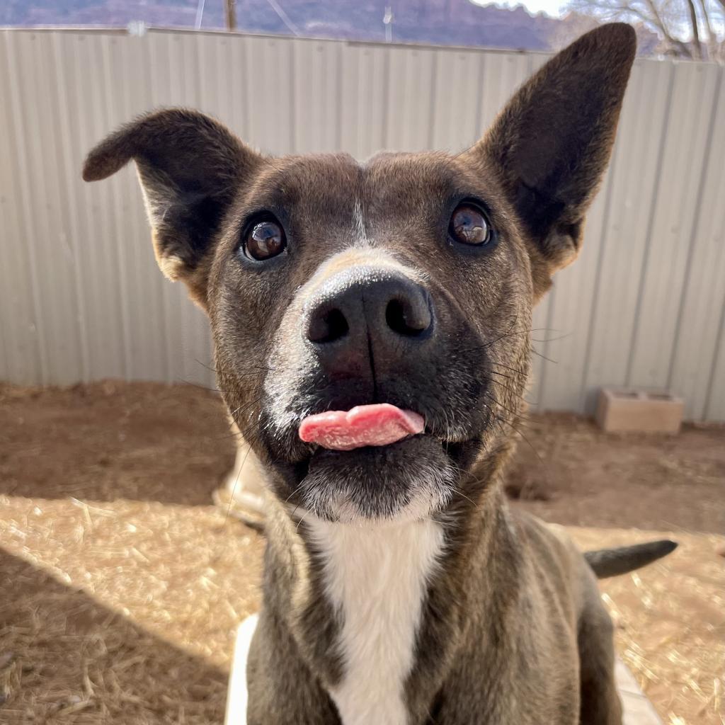 Aquaria, a Adoptable Mixed Breed in Moab, UT image 6/6