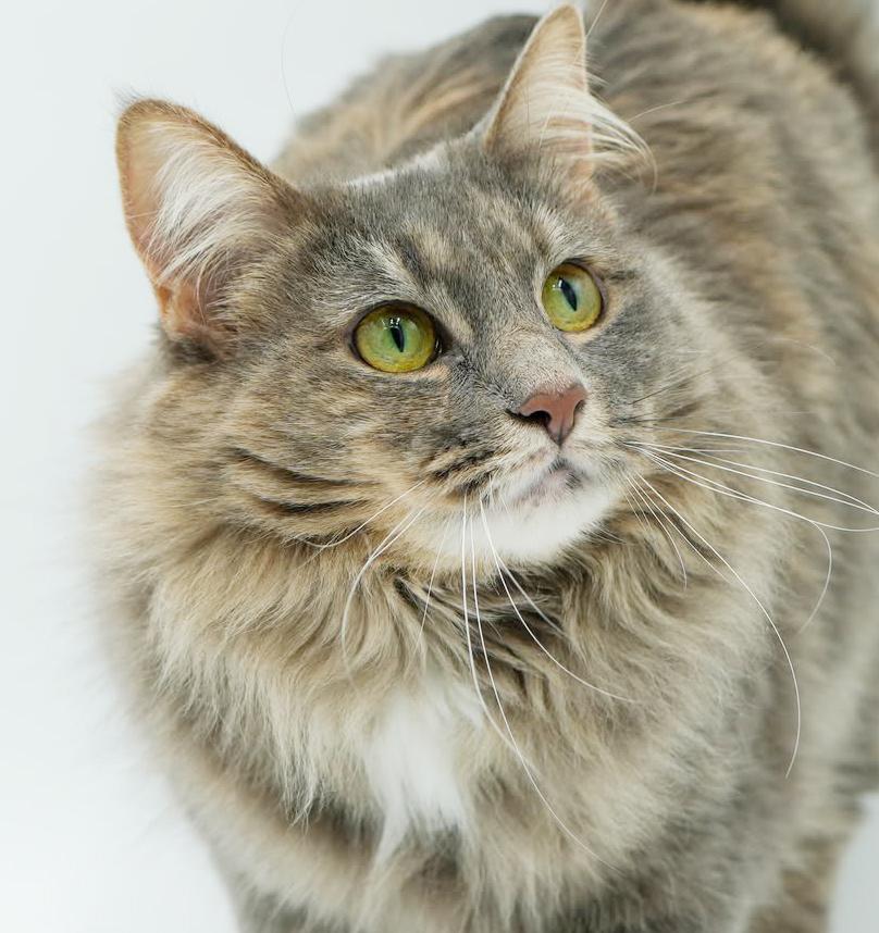 Iris is our princess of purrs!  Spectacular!, Adoptable, Young Female Maine Coon & Tabby.