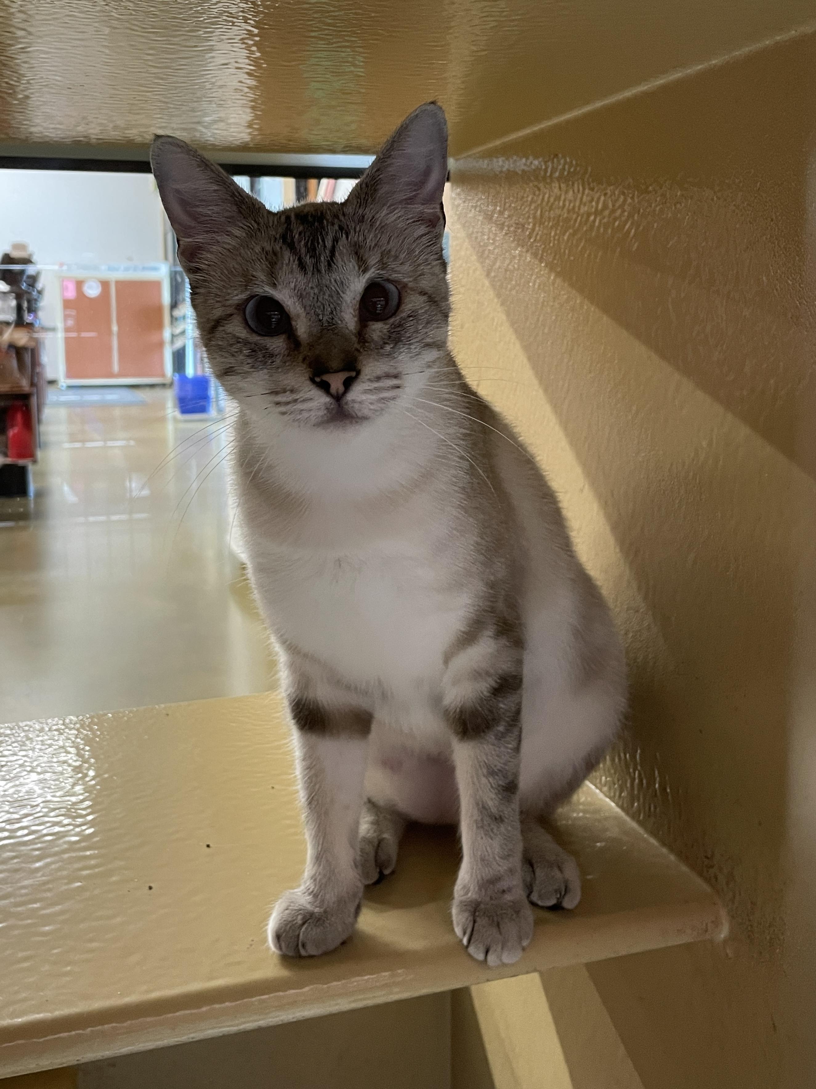 Enlarge Wittina BR14397-T, a Adoptable mixed breed in Burlington, WA image 3/5