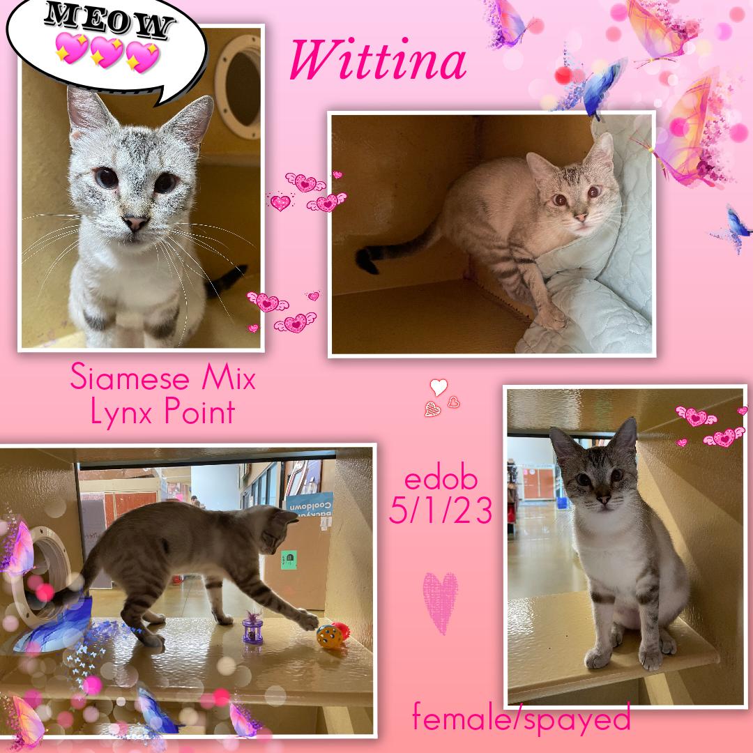 Enlarge Wittina BR14397-T, a Adoptable mixed breed in Burlington, WA image 2/5
