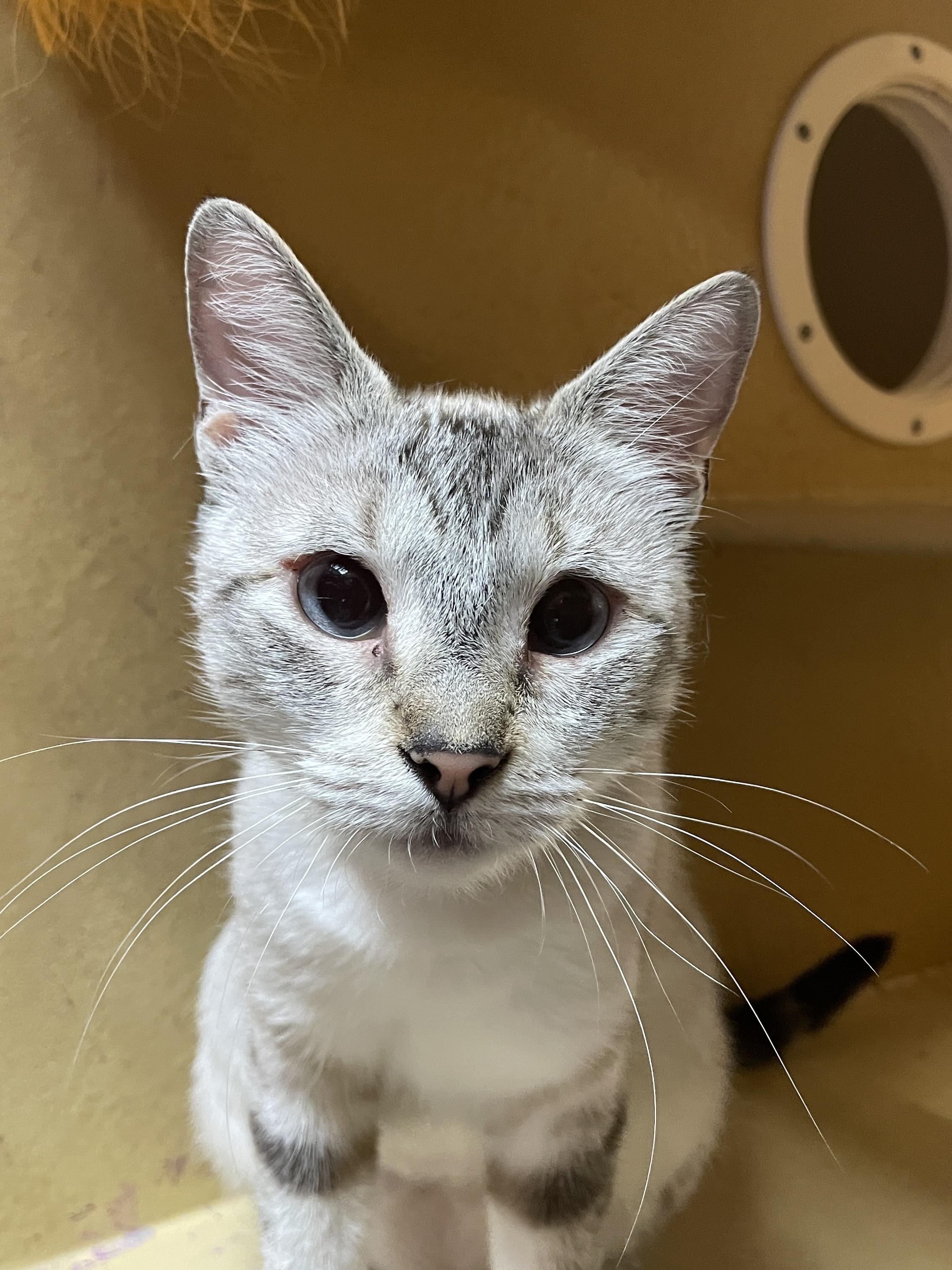 Wittina BR14397-T, Adoptable, Adult Female Siamese.