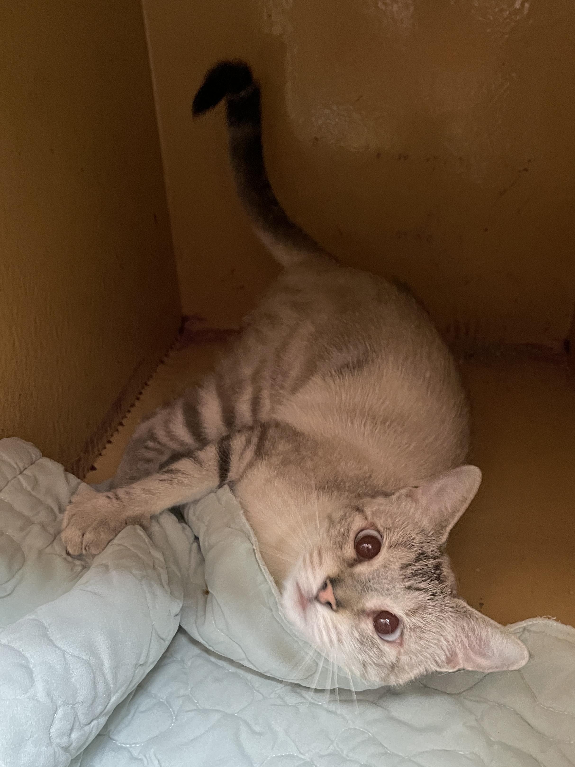 Enlarge Wittina BR14397-T, a Adoptable mixed breed in Burlington, WA image 5/5