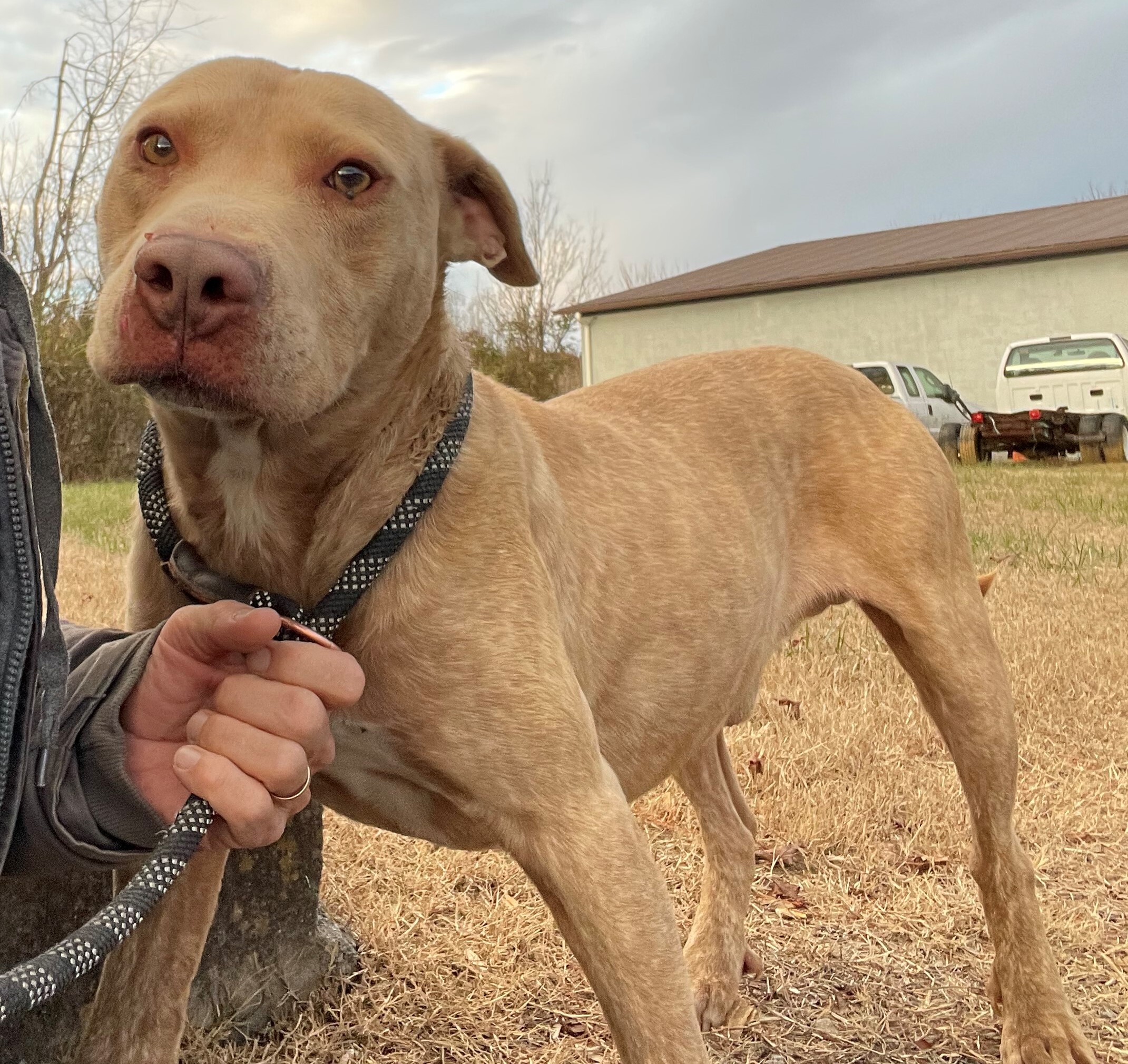 Gardo, Adoptable, Adult Male Pit Bull Terrier.
