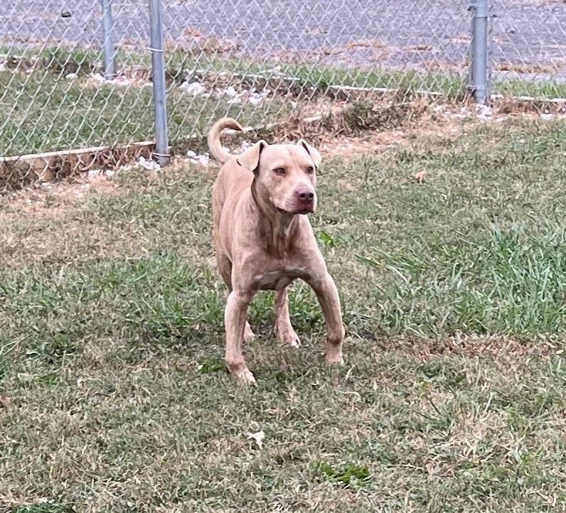 Gardo, a Adoptable mixed breed image 3/10