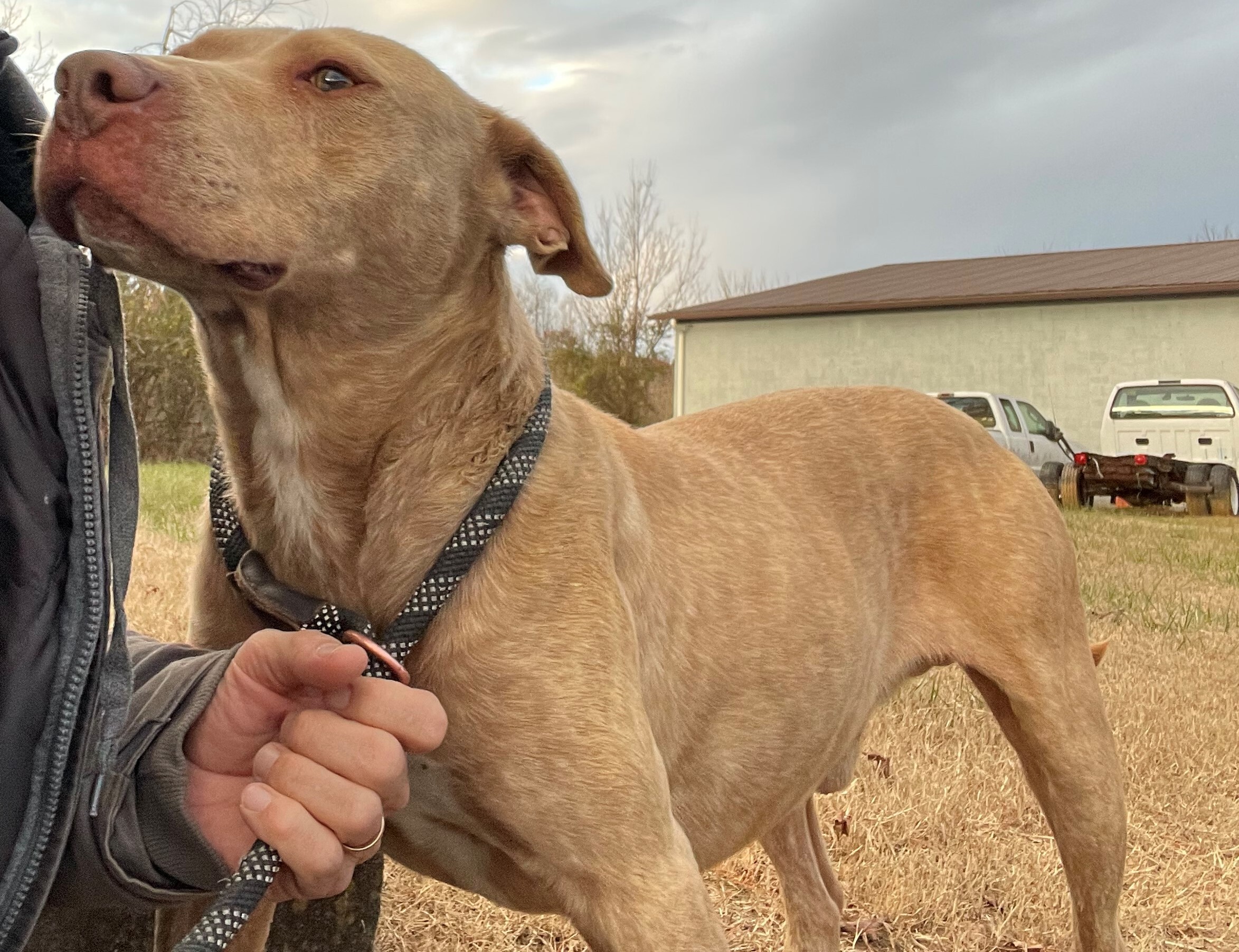 Gardo, a Adoptable mixed breed image 4/10