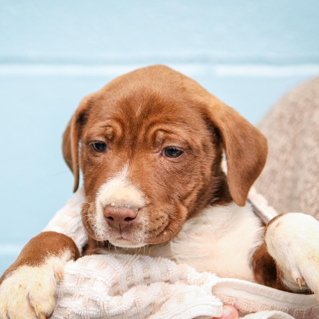 Enlarge Fargo, a Adoptable mixed breed in Hattiesburg, MS image 1/1