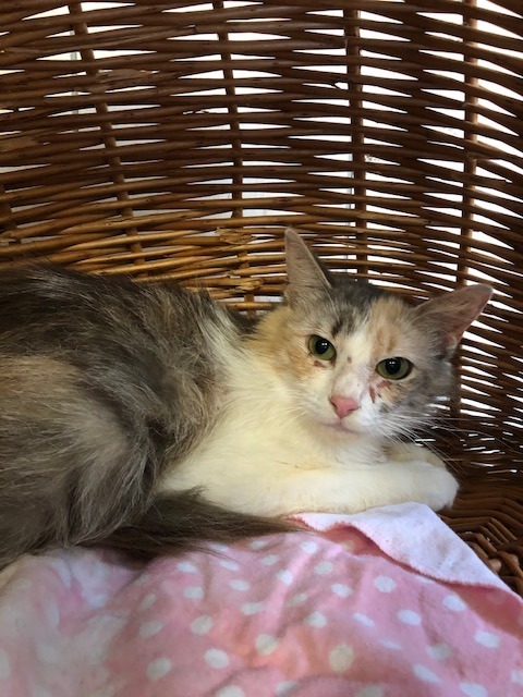 Enlarge Hanna, a Adoptable Domestic Medium Hair in Porter, TX image 1/2