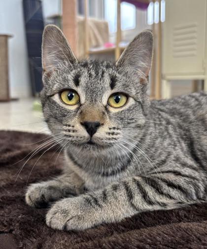 L`Oreal, Adoptable, Young Female Domestic Short Hair & Domestic Short Hair.