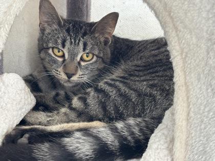 Enlarge L`Oreal, a Adoptable mixed breed in Erin, ON image 2/2