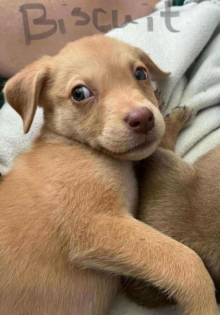 Enlarge Biscuit, a Adoptable mixed breed in Newnan, GA image 1/1