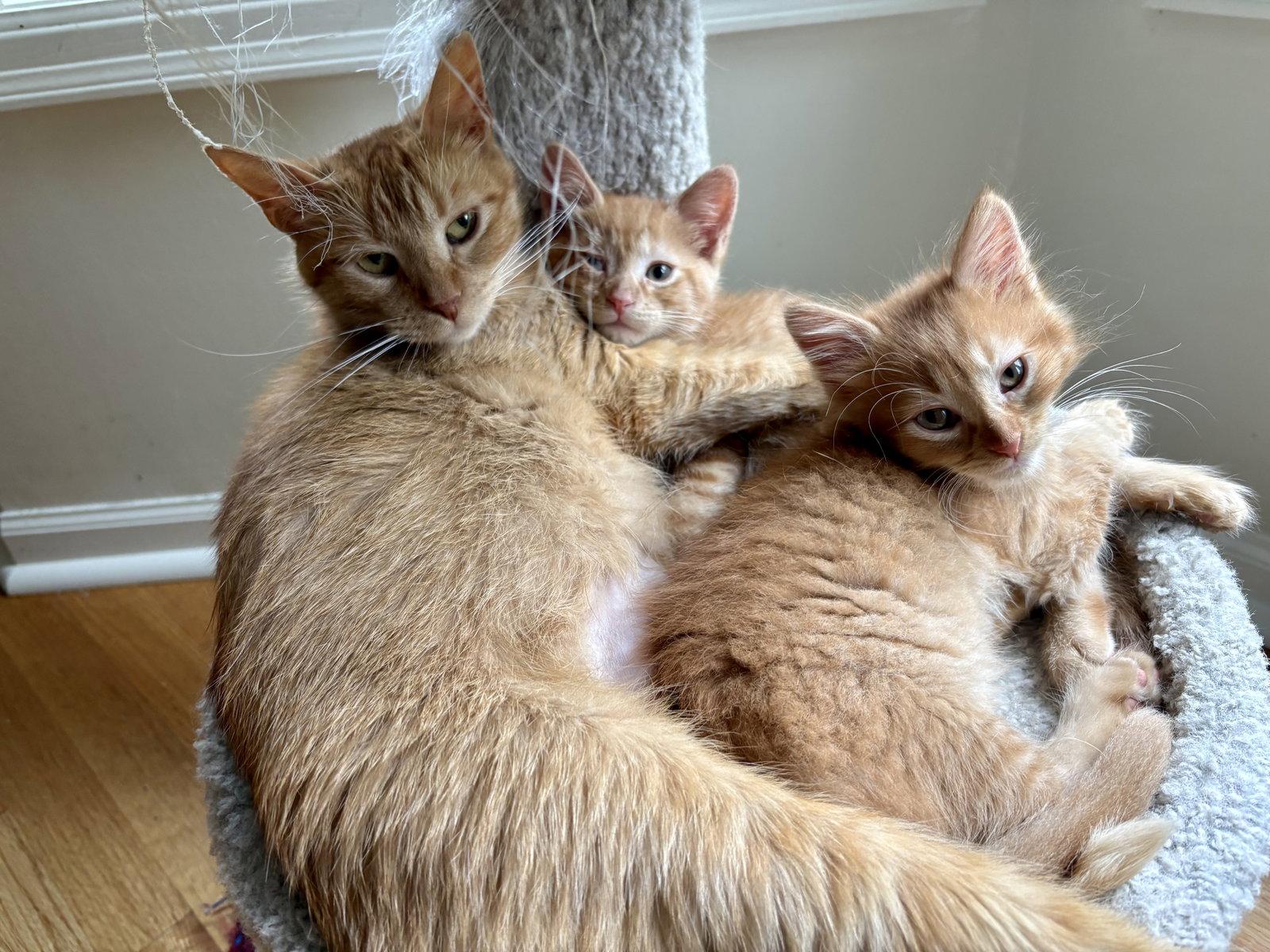 Hermione, Adoptable, Kitten Female Domestic Short Hair & Tabby.
