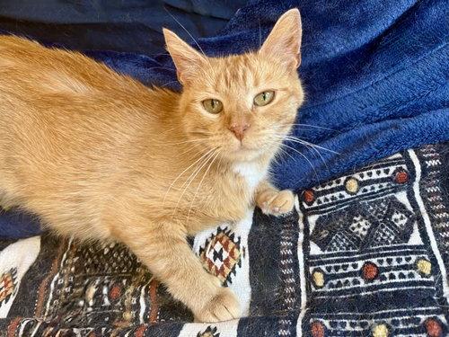 Hermione, a Adoptable mixed breed in Forest Lake, MN image 2/2