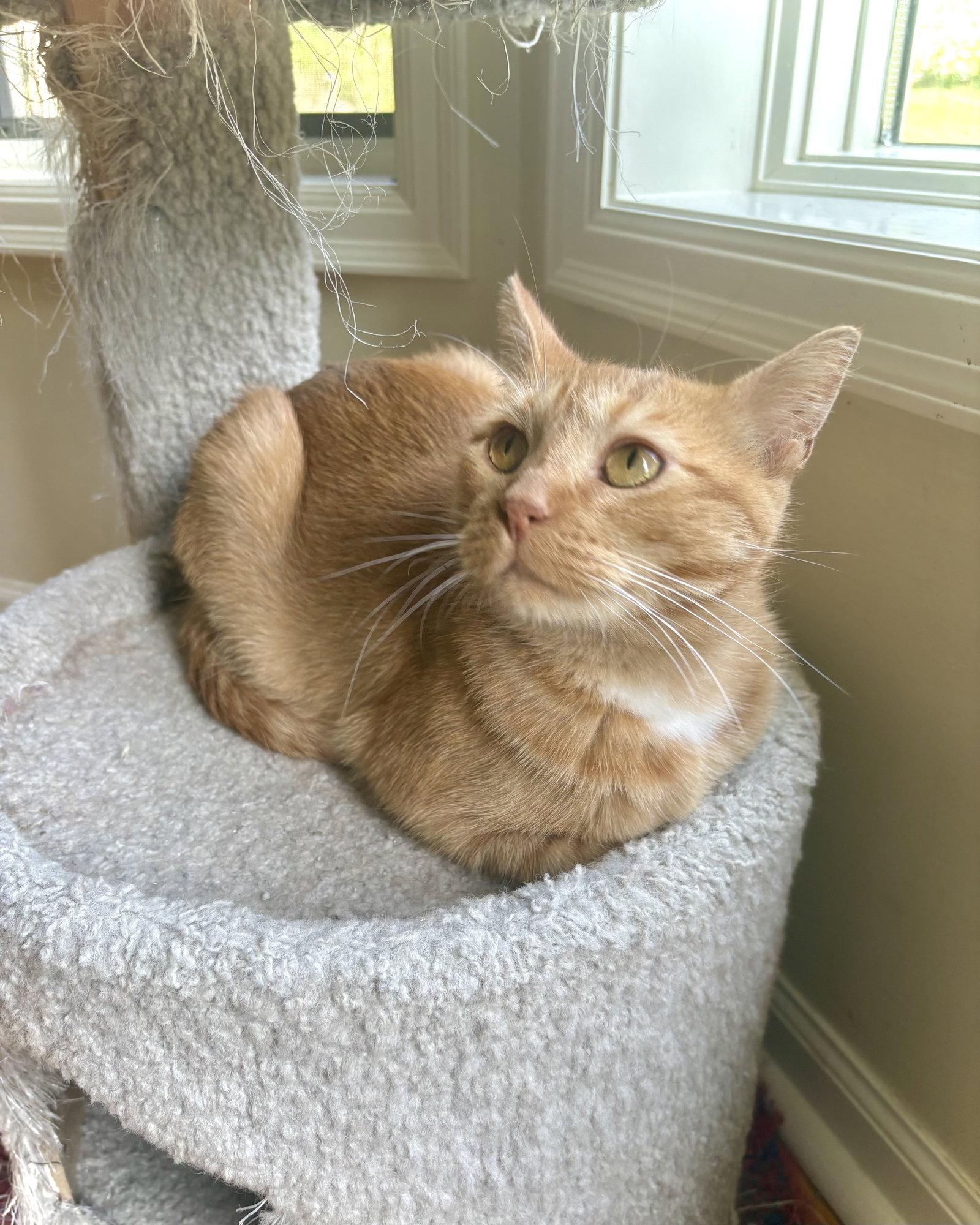 Enlarge Hermione, a Adoptable mixed breed in Forest Lake, MN image 3/3