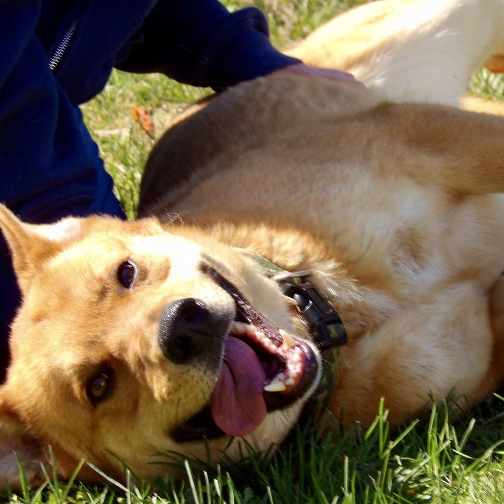 Todd, Adoptable, Adult Male Shepherd & Mixed Breed.