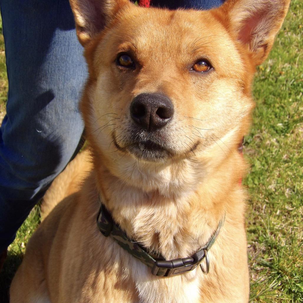 Enlarge Todd, a Adoptable mixed breed in Vineland, NJ image 2/4