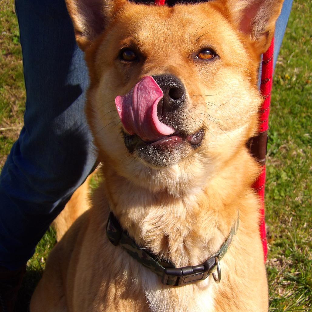 Enlarge Todd, a Adoptable mixed breed in Vineland, NJ image 3/4