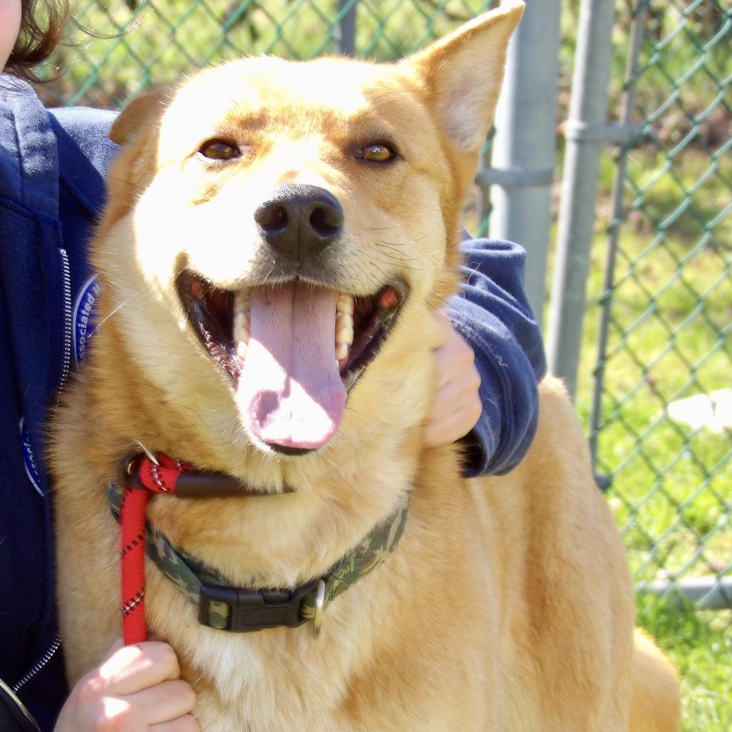 Enlarge Todd, a Adoptable mixed breed in Vineland, NJ image 4/4