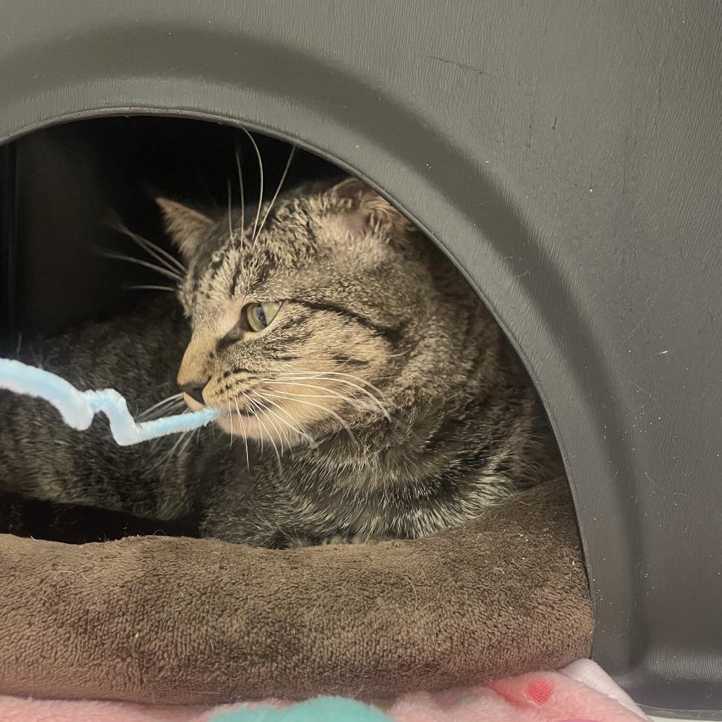 Enlarge Twilight, a Adoptable Domestic Short Hair in Nashville, TN image 1/6