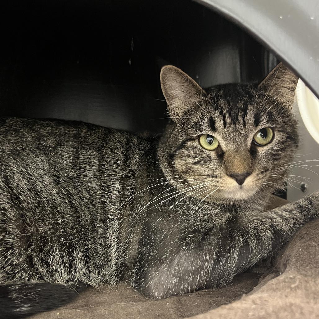 Enlarge Twilight, a Adoptable Domestic Short Hair in Nashville, TN image 2/6