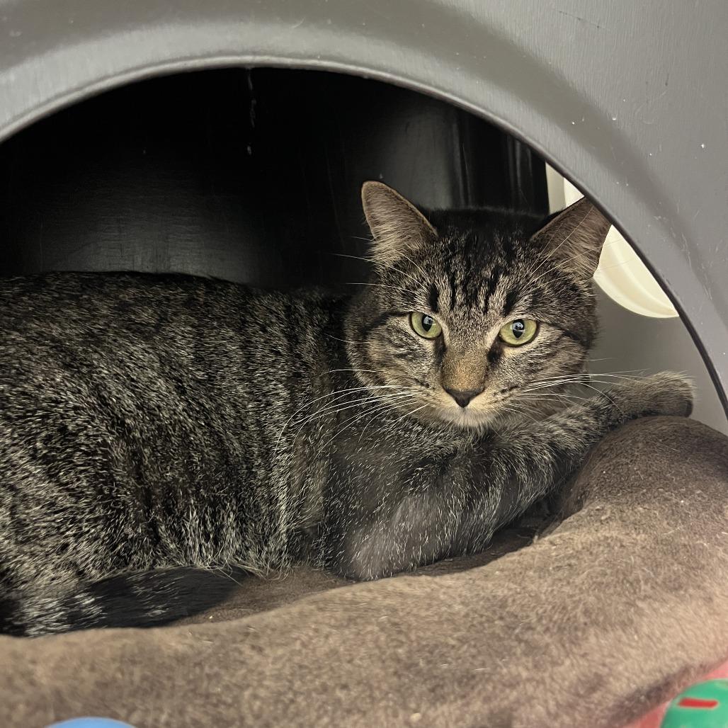 Enlarge Twilight, a Adoptable Domestic Short Hair in Nashville, TN image 3/6