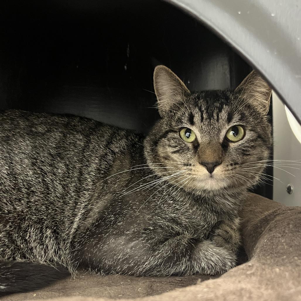 Enlarge Twilight, a Adoptable Domestic Short Hair in Nashville, TN image 4/6