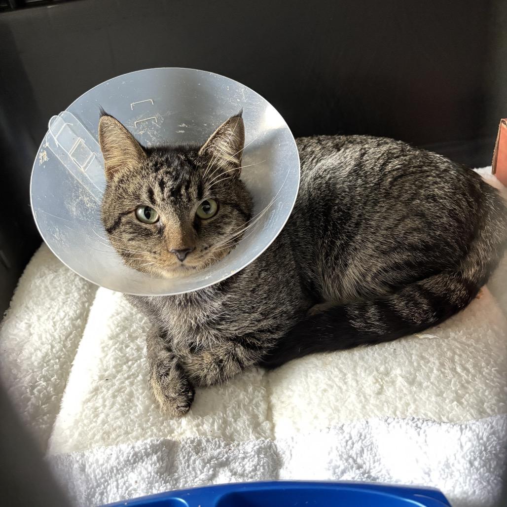 Enlarge Twilight, a Adoptable Domestic Short Hair in Nashville, TN image 5/6