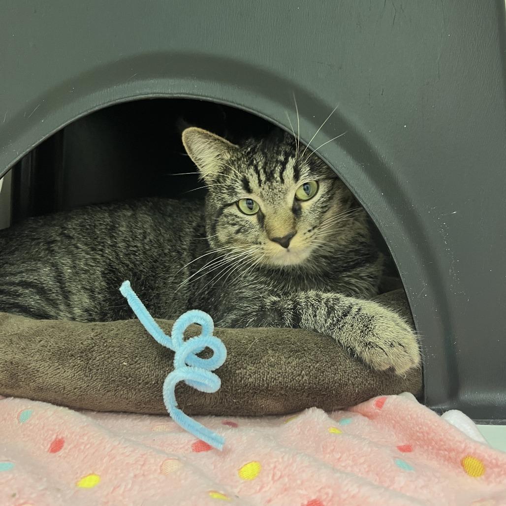 Enlarge Twilight, a Adoptable Domestic Short Hair in Nashville, TN image 6/6