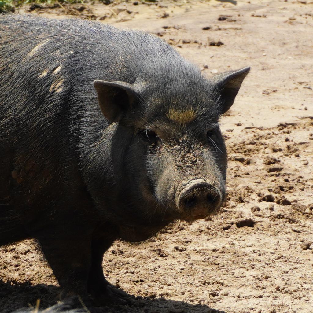 Enlarge Mr. Piggy, a Adoptable Pig in Asheville, NC image 1/1