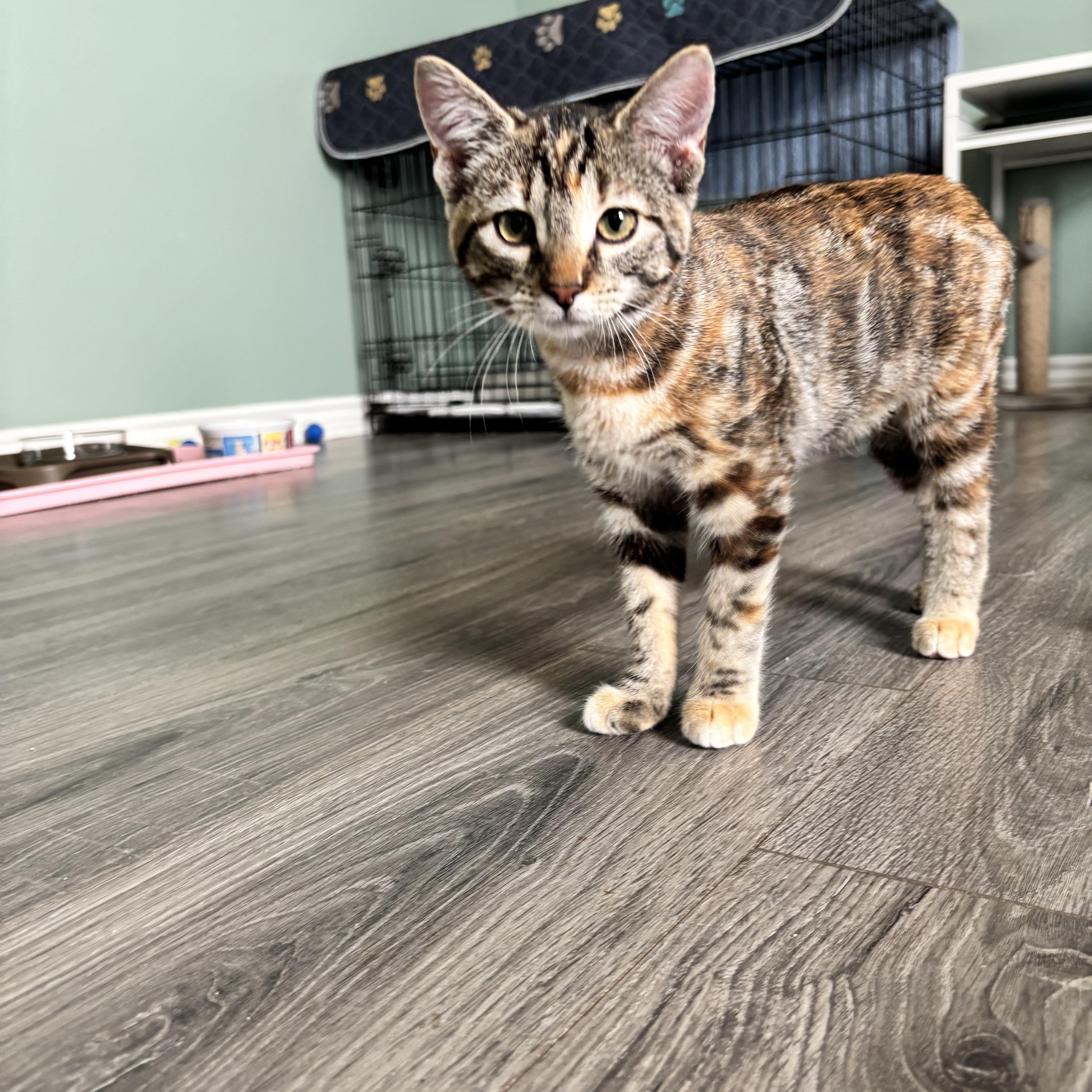 Enlarge MARBLES - A LIVING WORK OF ART, a Adoptable Domestic Short Hair in Plano, TX image 3/6