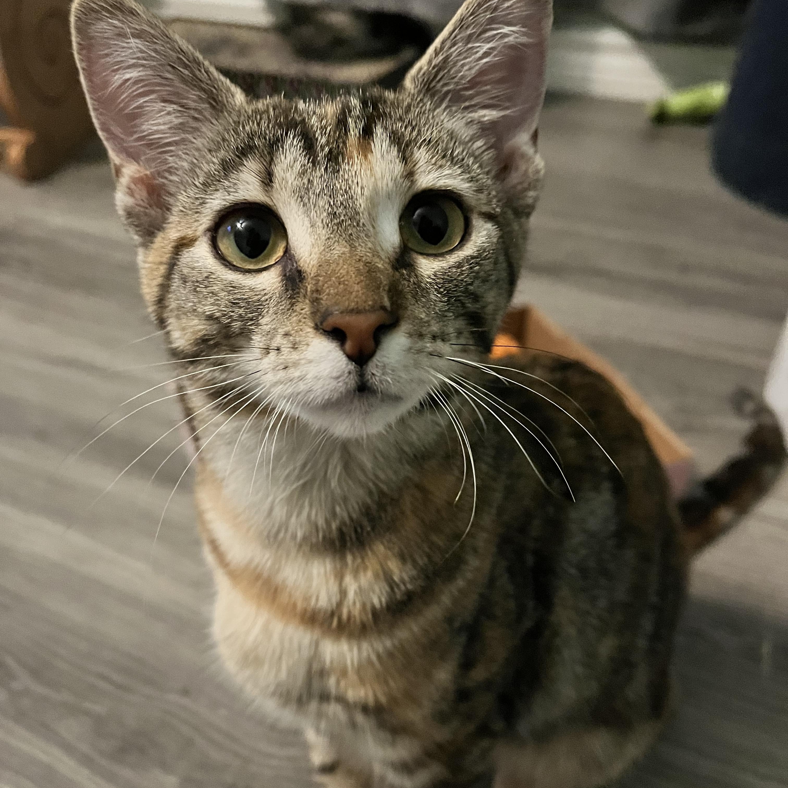 MARBLES - SWEET SWIRLS AND SOFT SNUGGLES, Adoptable, Kitten Female Domestic Short Hair.