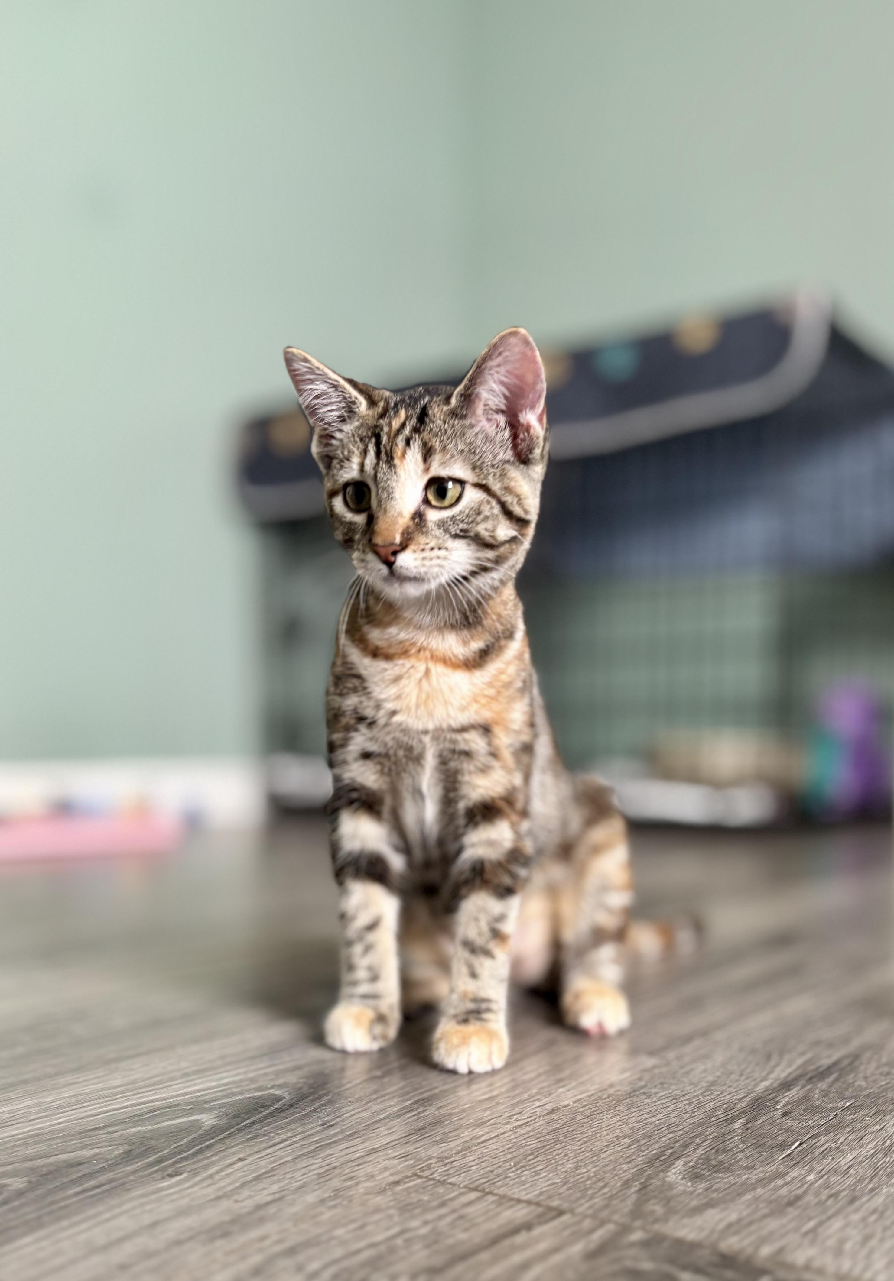 Enlarge MARBLES - A LIVING WORK OF ART, a Adoptable Domestic Short Hair in Plano, TX image 4/6