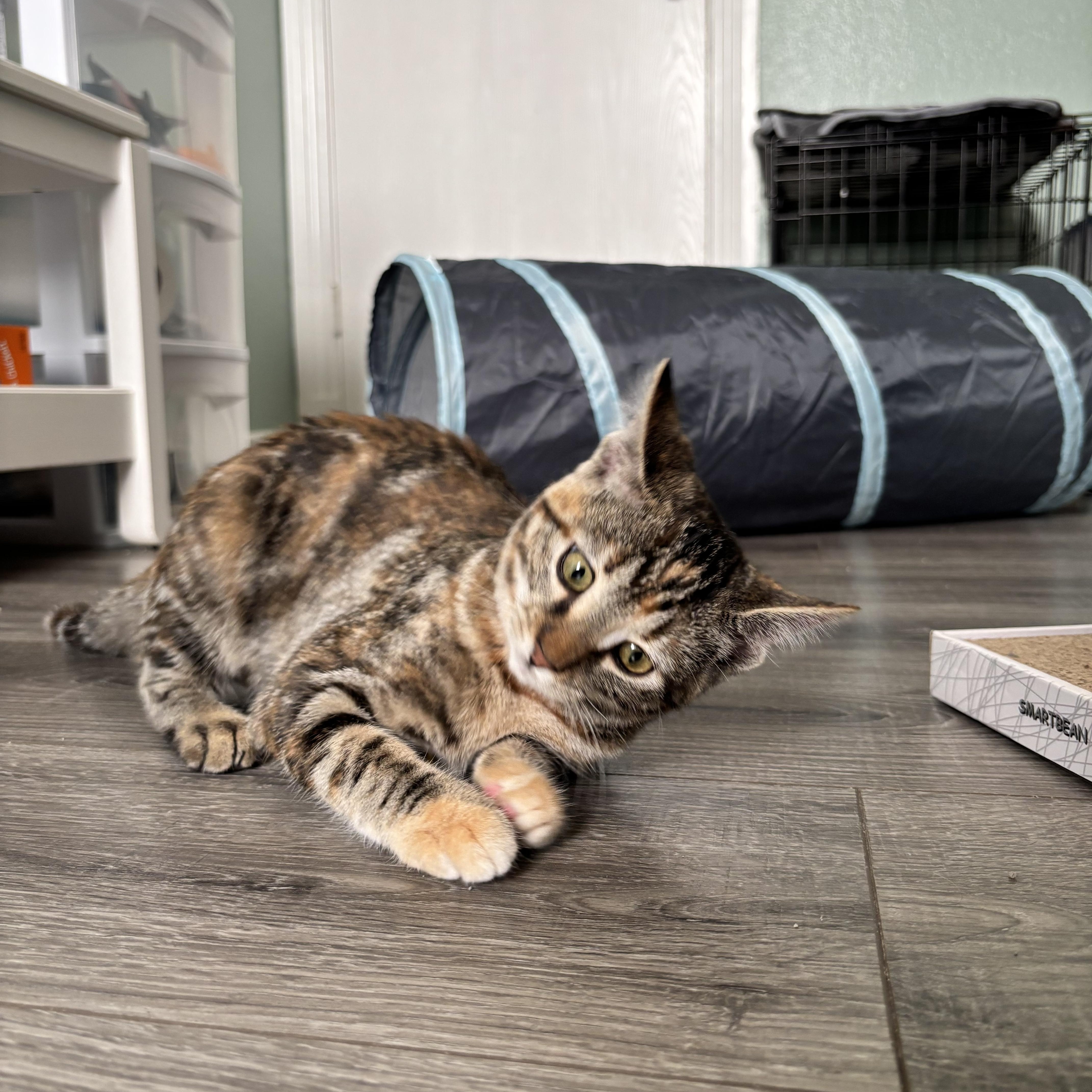 Enlarge MARBLES - A LIVING WORK OF ART, a Adoptable Domestic Short Hair in Plano, TX image 5/6