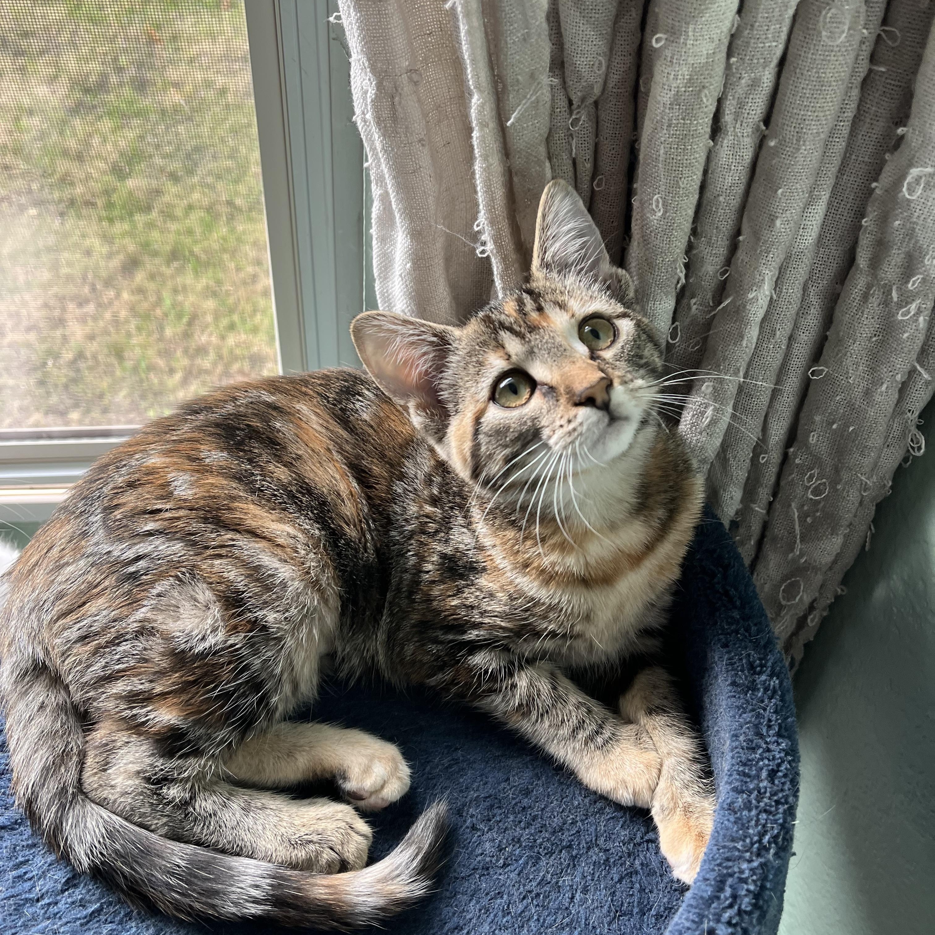 Enlarge MARBLES - A LIVING WORK OF ART, a Adoptable Domestic Short Hair in Plano, TX image 2/6